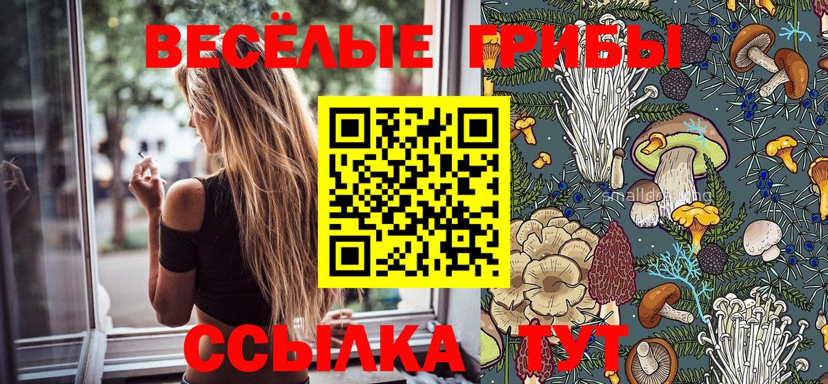 Псилоцибиновые грибы Cubensis  Белая Калитва  Галлюциногенные грибы GOLDEN TEACHER 